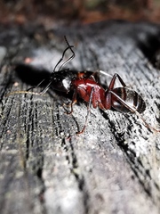 Camponotus ligniperda