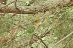 Phylloscopus canariensis