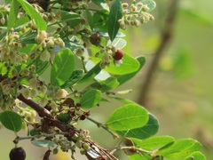 Phyllanthus reticulatus reticulatus