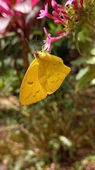 Phoebis neocypris
