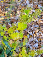 Chenopodium album