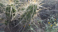 Echinocereus enneacanthus enneacanthus