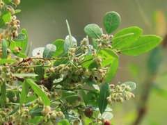 Phyllanthus reticulatus reticulatus