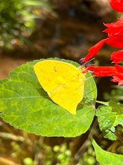 Phoebis neocypris