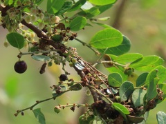 Phyllanthus reticulatus reticulatus