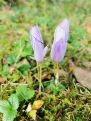 Crocus kotschyanus