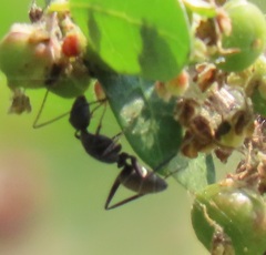 Phyllanthus reticulatus reticulatus