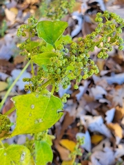 Chenopodium album