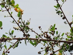 Phyllanthus reticulatus reticulatus