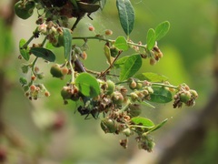 Phyllanthus reticulatus reticulatus