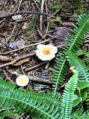 Lepiota rubrotinctoides