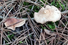 Collybiopsis peronata