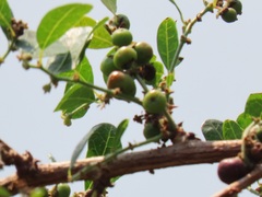 Phyllanthus reticulatus reticulatus