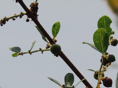 Phyllanthus reticulatus reticulatus