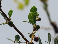 Phyllanthus reticulatus reticulatus