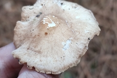 Collybiopsis peronata