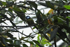 Cyanistes teneriffae
