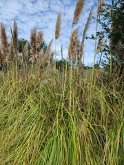 Cortaderia selloana