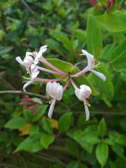 Lonicera implexa