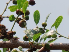 Phyllanthus reticulatus reticulatus