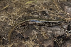 Oligosoma kokowai