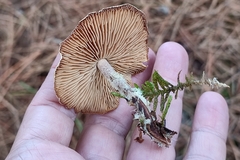 Collybiopsis peronata