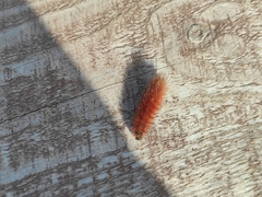 Phragmatobia fuliginosa