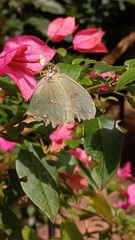 Phoebis neocypris