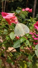 Phoebis neocypris