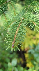 Picea