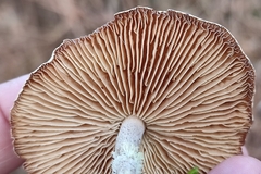 Collybiopsis peronata