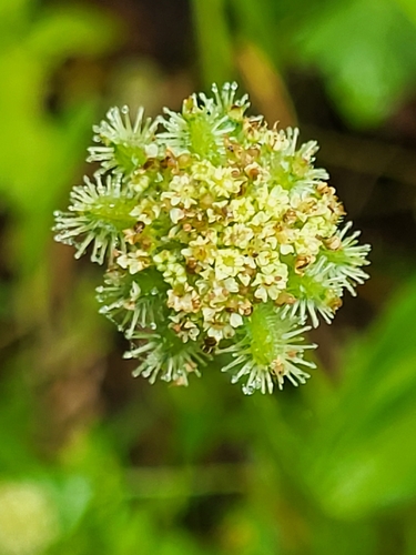 Daucus incognitus, 2022-10-06