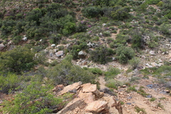 Albuca viscosa