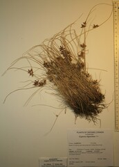 Cyperus bipartitus