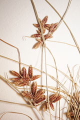 Cyperus bipartitus