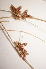 Cyperus bipartitus
