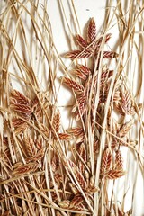 Cyperus bipartitus
