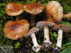 Phlegmacium camptoros