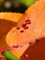 Eriophyes emarginatae