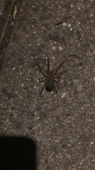 Araneomorphae