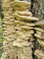 Climacodon septentrionalis