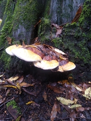Fomitopsis schrenkii