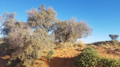 Vachellia haematoxylon