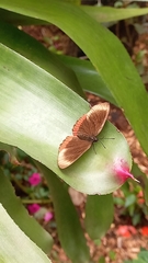 Biblis hyperia
