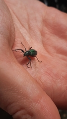 Naupactus