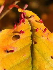 Eriophyes emarginatae