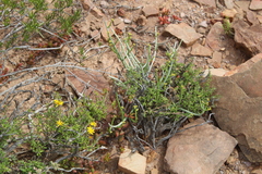 Gorteria integrifolia