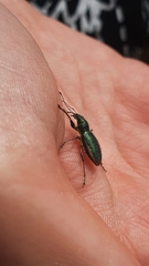 Naupactus