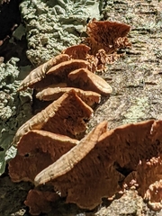 Phaeocalicium