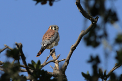 Falco sparverius sparverius